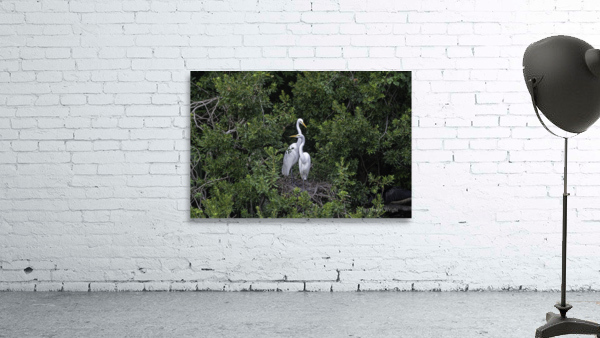 Great Egret Pair Wall Preview