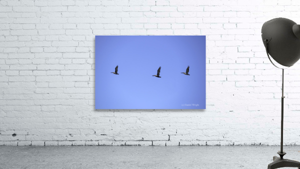 Three Brown Pelicans Wall Preview