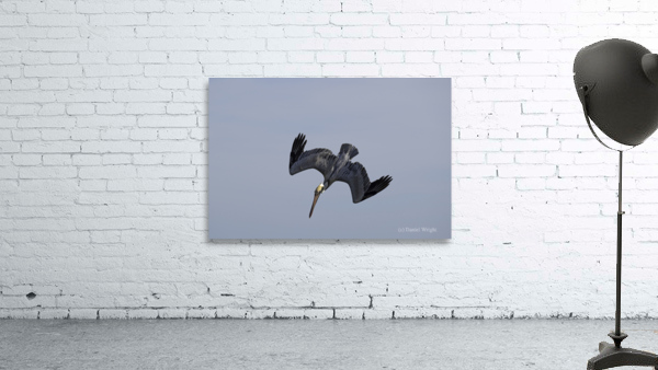 Brown Pelican Dive Wall Preview