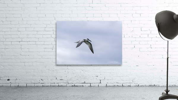 Tern Soaring Wall Preview