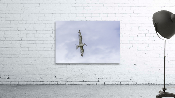Tern Wingspan Wall Preview