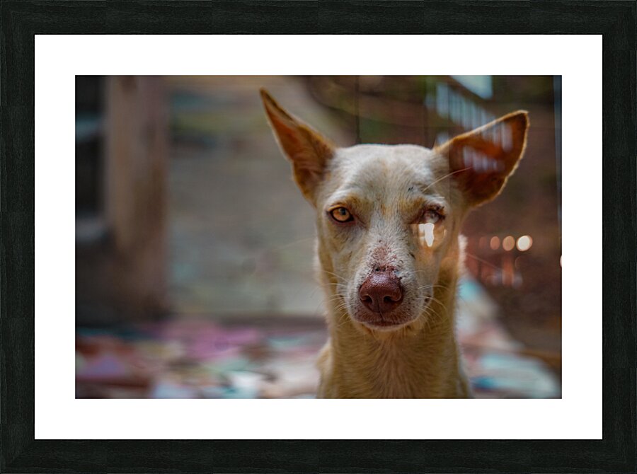 white dog face Picture Frame print