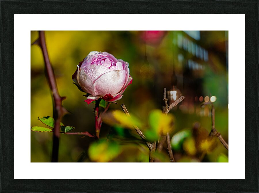 dews on rose Picture Frame print