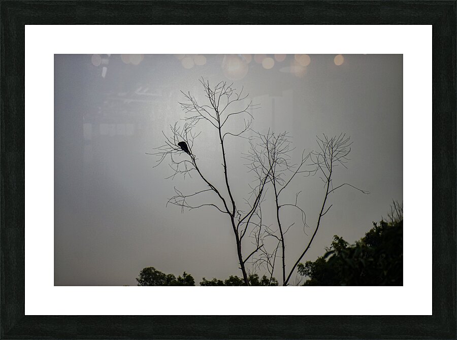 lonely bird Picture Frame print