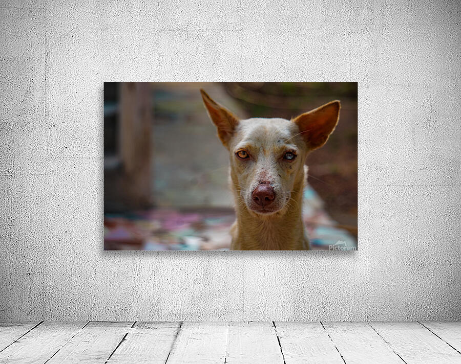 white dog face Wall Preview