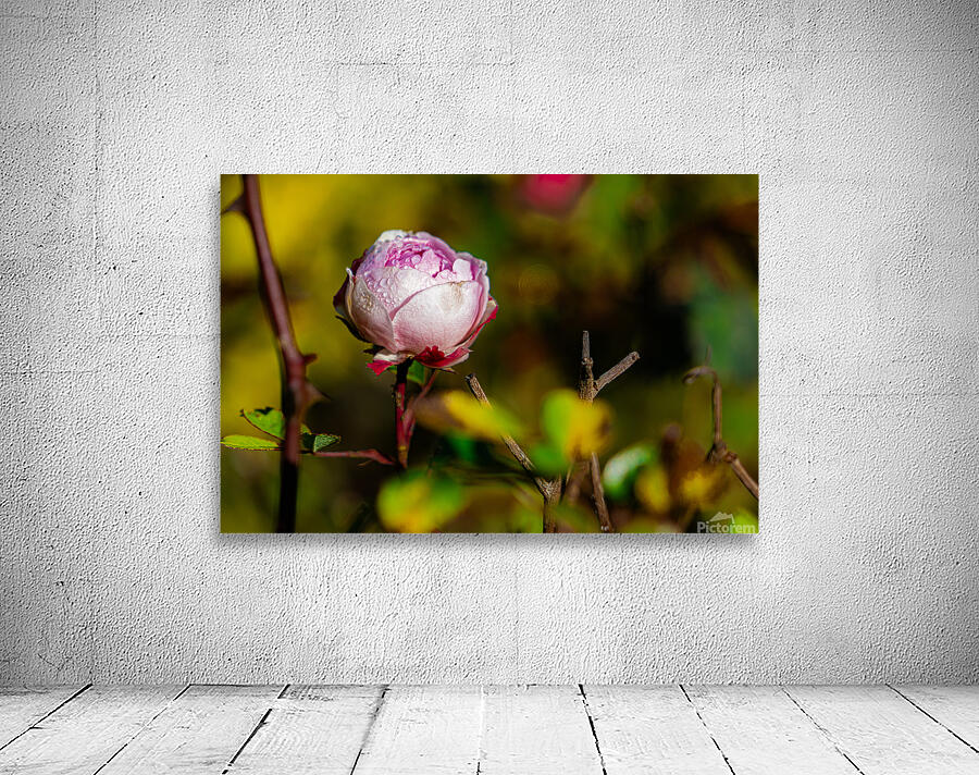 dews on rose Wall Preview