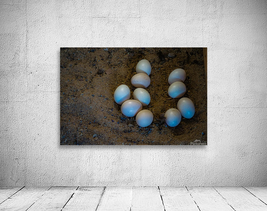egg pattern Wall Preview