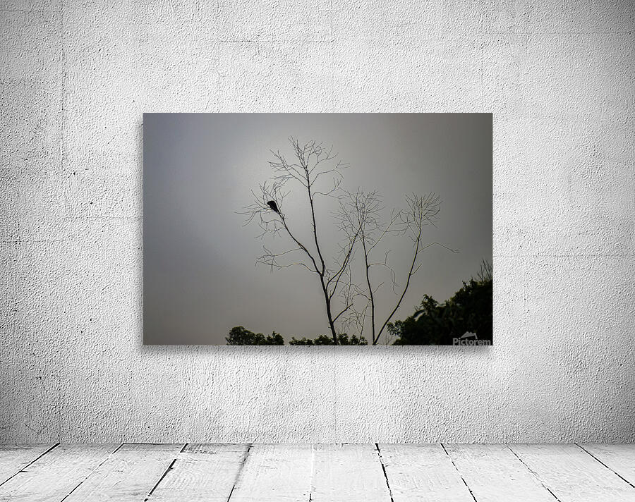 lonely bird Wall Preview