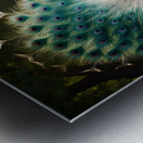 Peacock Splendor: A Burst of Vibrant Colors Metal print