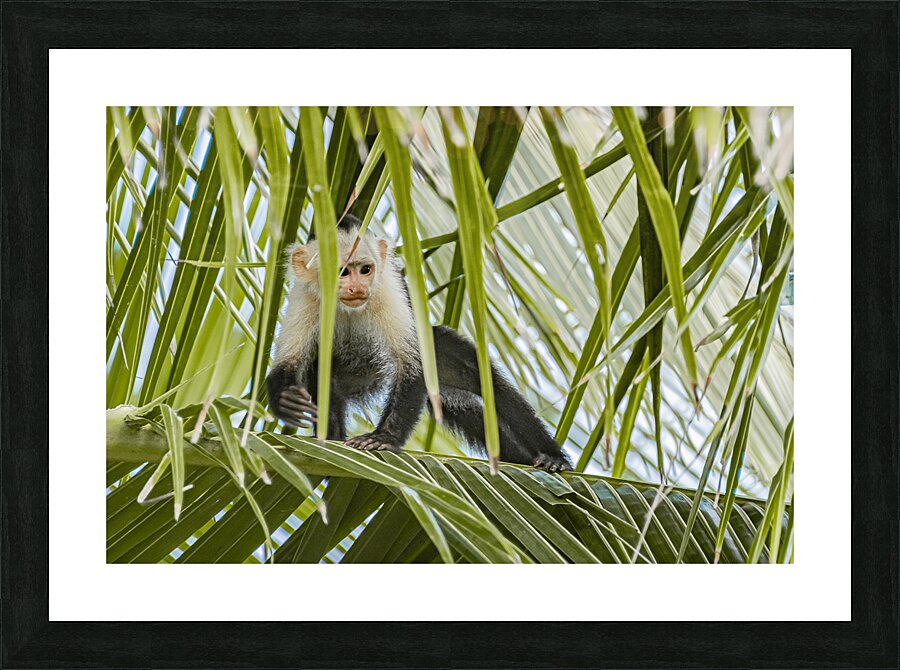 DSC 1562 Picture Frame print