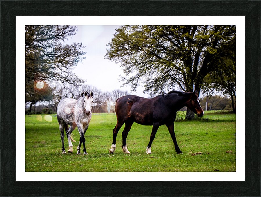 Horses1 Picture Frame print