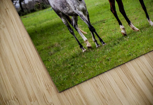 Horses1 Richard Rice puzzle