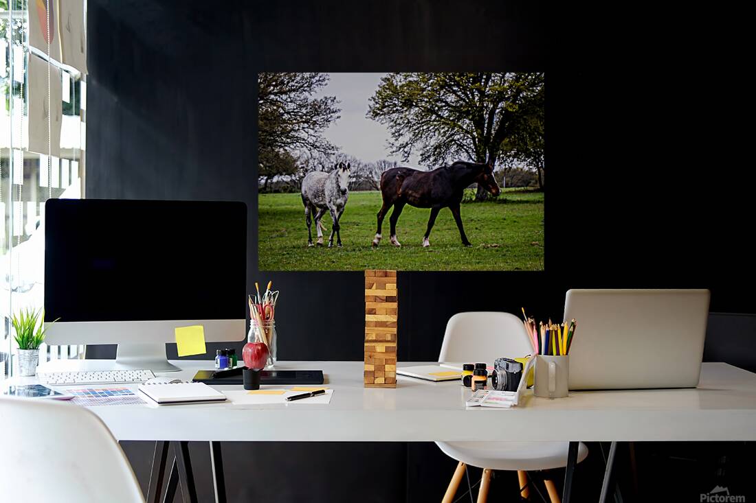 Horses1 Reproduction