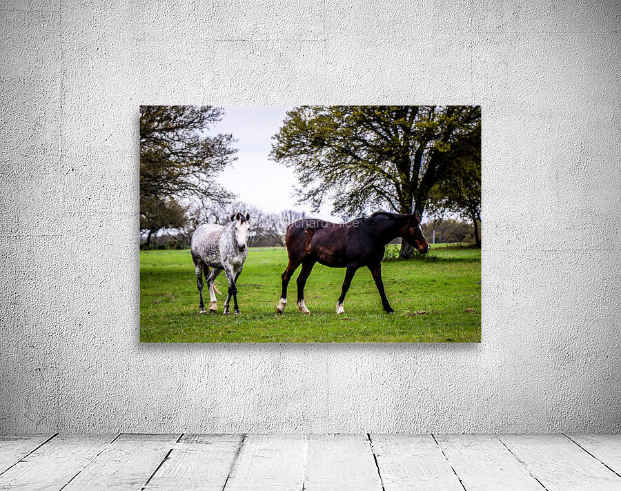 Horses1 Wall Preview