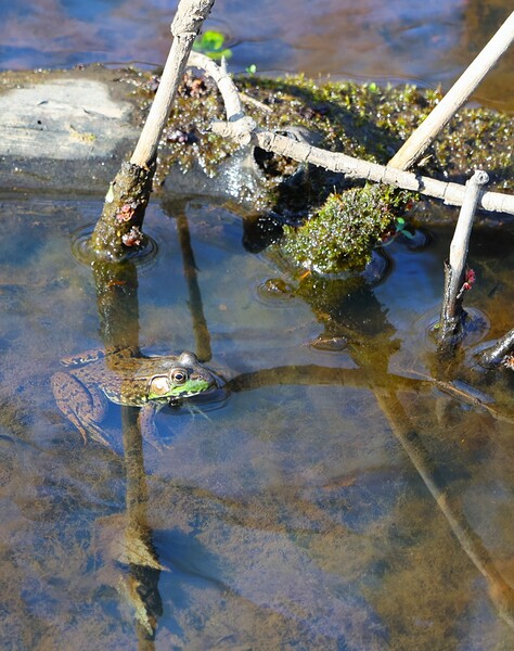 Swamp Life - Rocky River Reservation Digital Download
