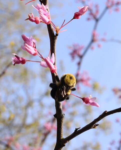 Bee on Eastern Redbud - Wintergarden Park Digital Download