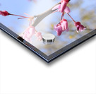 Bee on Eastern Redbud - Wintergarden Park Acrylic print