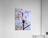 Bee on Eastern Redbud - Wintergarden Park Acrylic Print