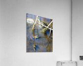 Swamp Life - Rocky River Reservation Acrylic Print