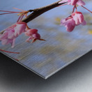 Bee on Eastern Redbud - Wintergarden Park Metal print