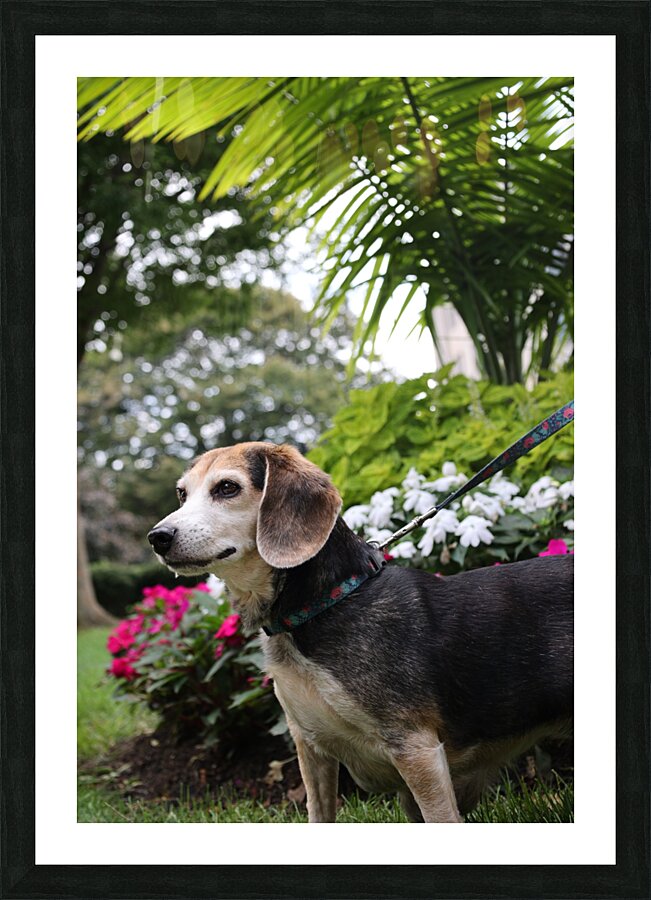 Dixie Picture Frame print