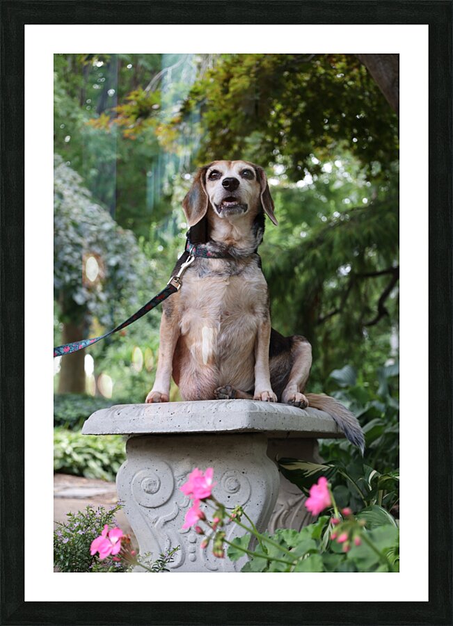 Dixie Picture Frame print