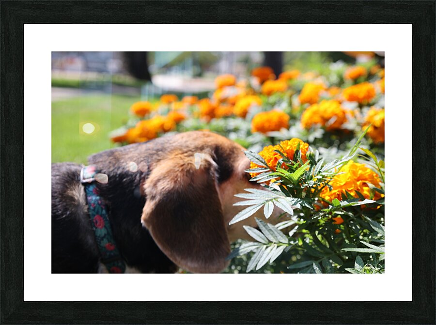 Dixie Picture Frame print