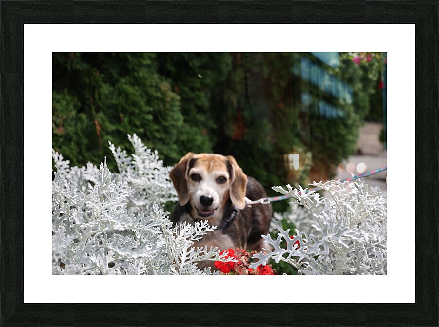 Dixie Picture Frame print