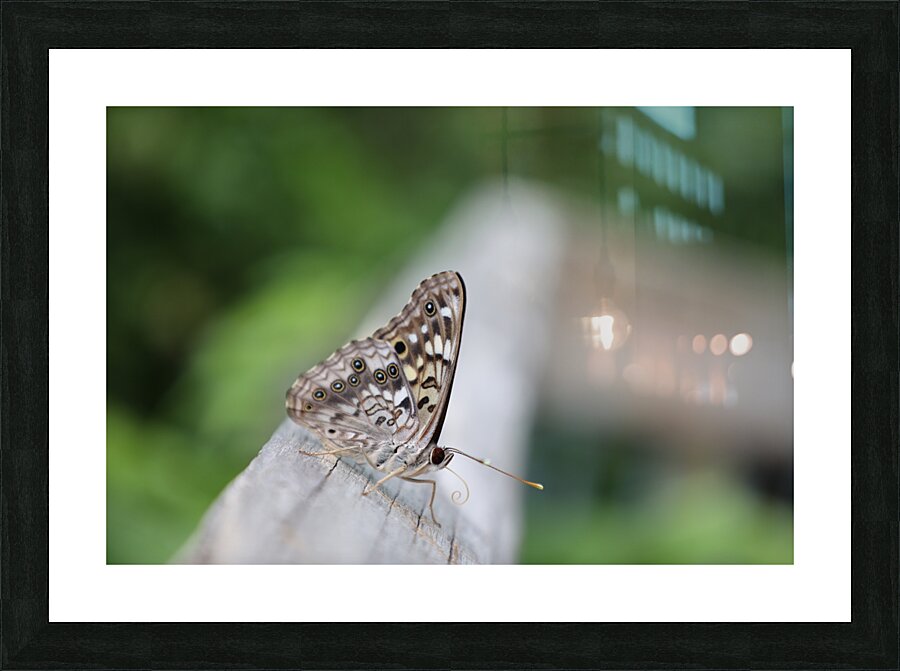 Hackberry Emperor Butterfly Picture Frame print