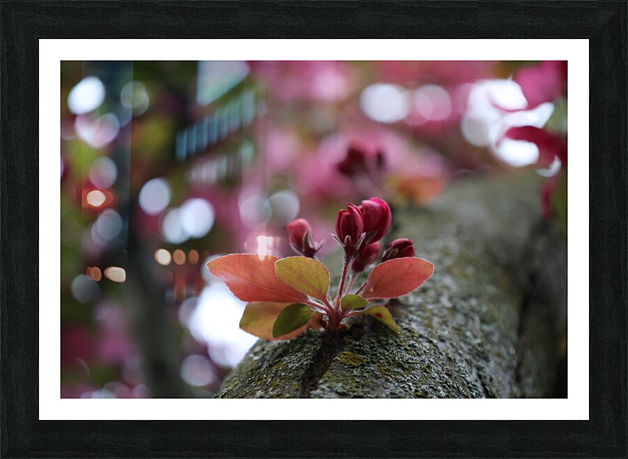 Crabapple Blossoms Picture Frame print