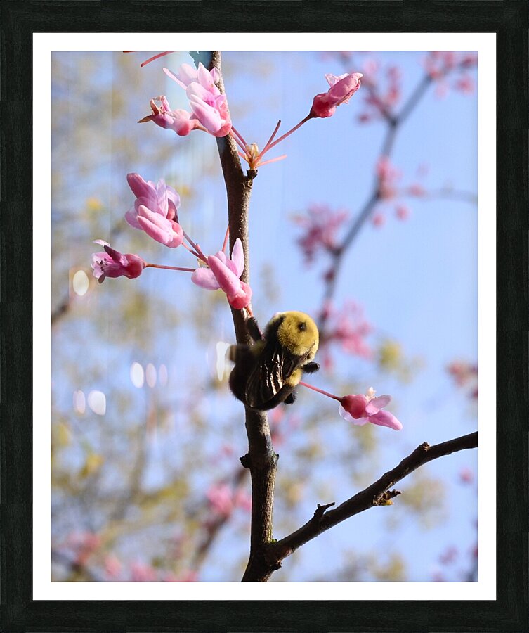 Bee on Eastern Redbud - Wintergarden Park Picture Frame print