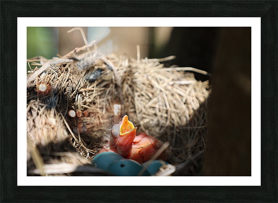 American Robin Hatchlings Picture Frame print
