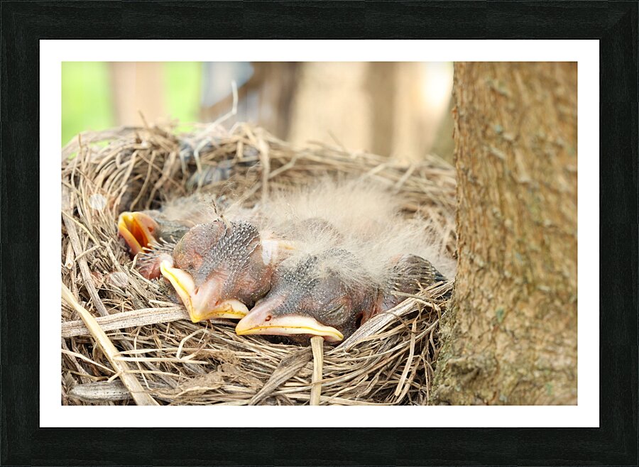 American Robin Hatchlings Picture Frame print