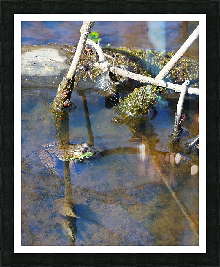 Swamp Life - Rocky River Reservation Picture Frame print