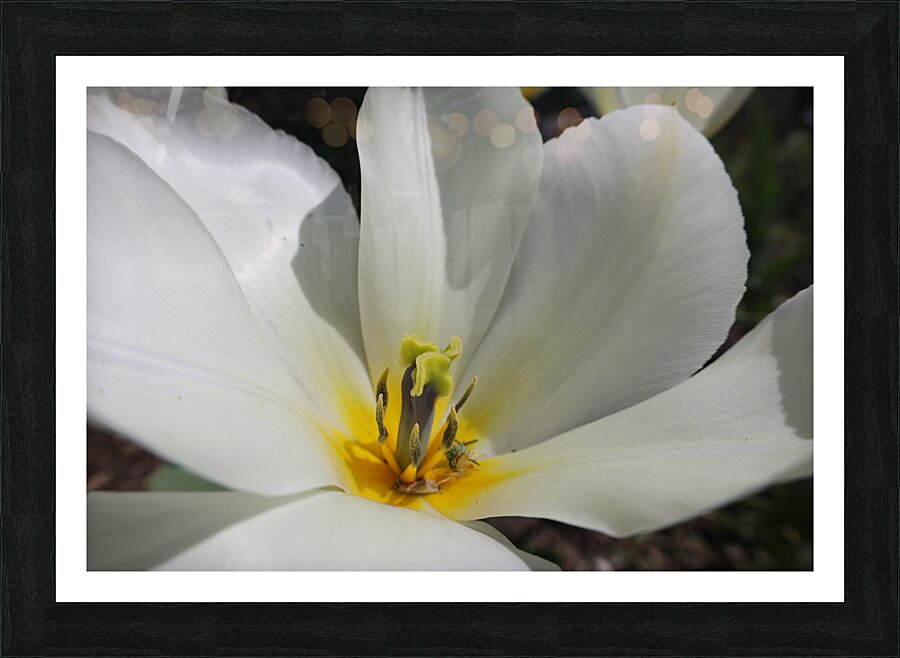 White Tulip Flower Picture Frame print