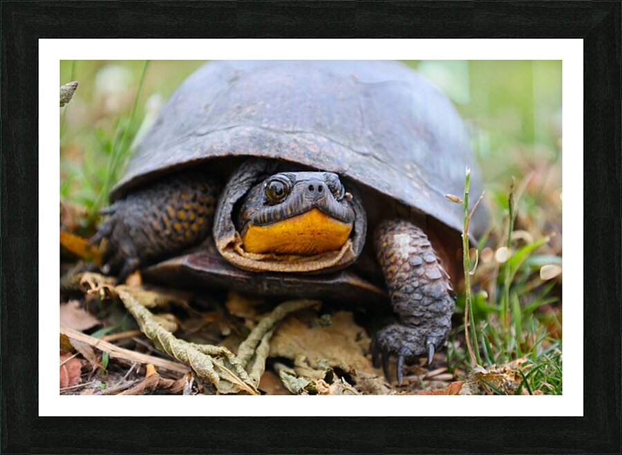 Blandings Turtle - Magee Marsh Picture Frame print