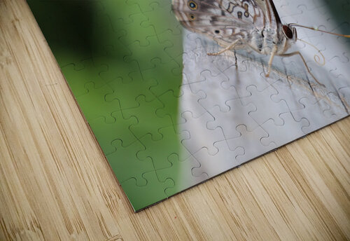 Hackberry Emperor Butterfly Michaela Bee Photography puzzle