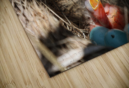 American Robin Hatchlings Michaela Bee Photography puzzle