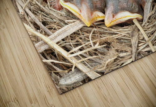 American Robin Hatchlings Michaela Bee Photography puzzle