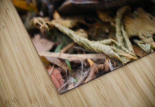 Blandings Turtle - Magee Marsh Michaela Bee Photography puzzle