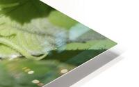 0N1A8166.crop HD Metal print
