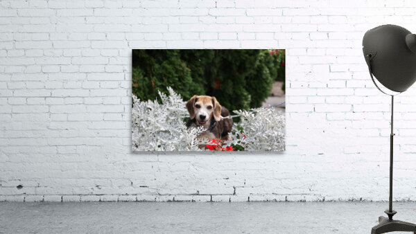 Dixie Wall Preview