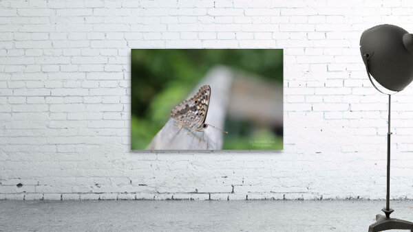 Hackberry Emperor Butterfly Wall Preview