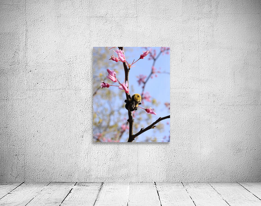 Bee on Eastern Redbud - Wintergarden Park Wall Preview