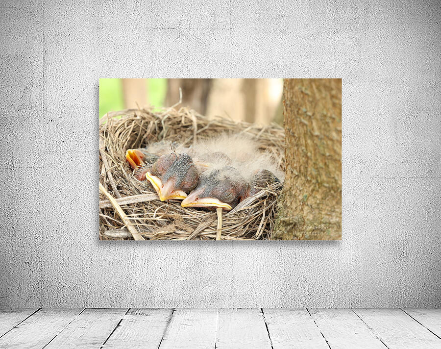 American Robin Hatchlings Wall Preview
