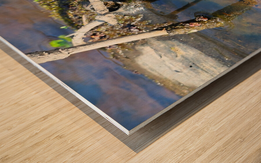 Swamp Life - Rocky River Reservation Wood print