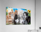The Cat Symphony Acrylic Print