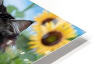 The Cat Symphony HD Metal print