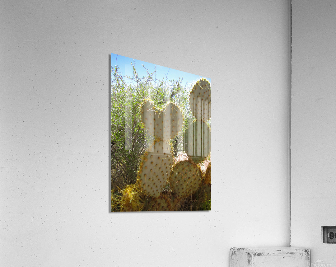 Nevada Cactus by Jen Lynnd Gallery Wall Art