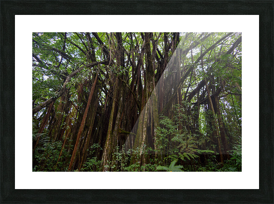 Hawaii Canopy Picture Frame print